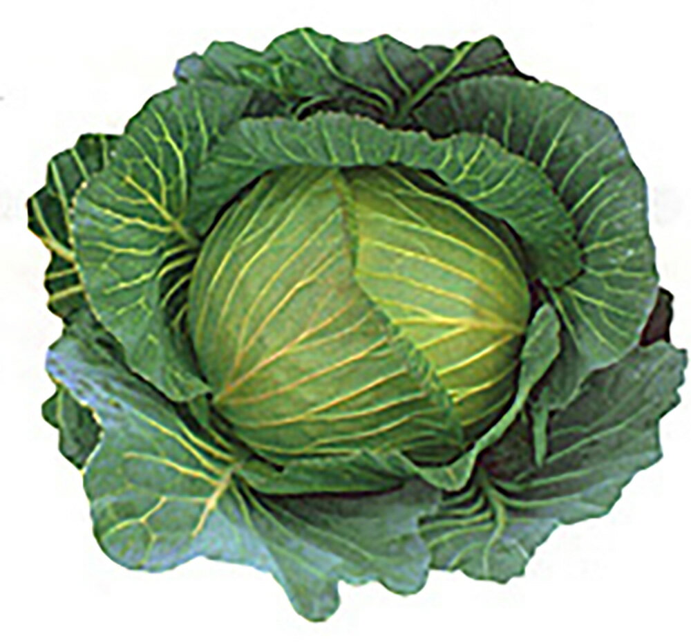 �����ȼ�� �ߤޤɤ� L5(5000γ) ����٥ġ����μ�� �� ���� ���� �ۡ��̾�5�� 5�ΤĤ����ϥݥ����10�ܡ�