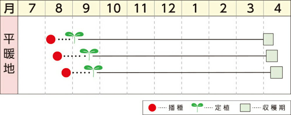 コート種子 晩月93 L5(5000粒) カリフラワー【野崎採種場 種 たね タネ 】【通常5...