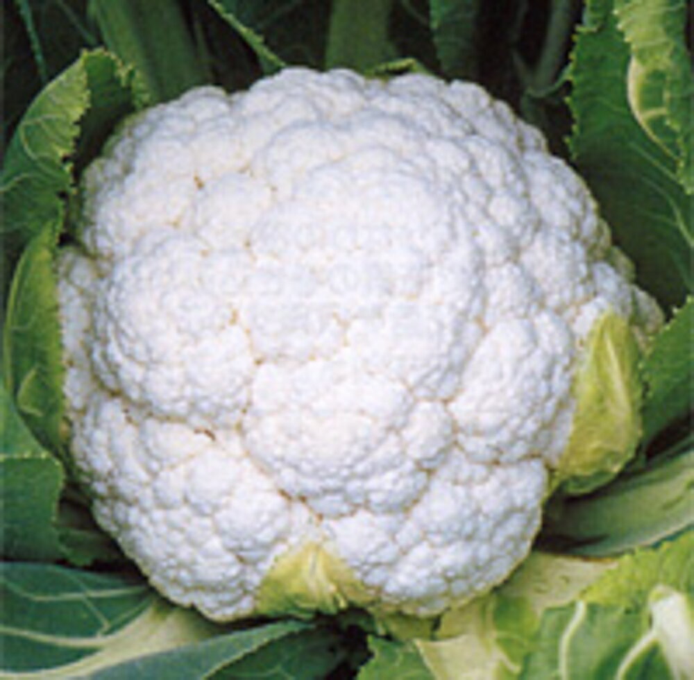 コート種子 浜月33 L5(5000粒) カリフラワー【野崎採種場 種 たね タネ 】【通常5倍 5のつく日はポイン..