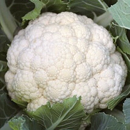 �����ȼ�� ������ L5(5000γ) ����ե������μ�� �� ���� ���� �ۡ��̾�5�� 5�ΤĤ����ϥݥ����10�ܡ�