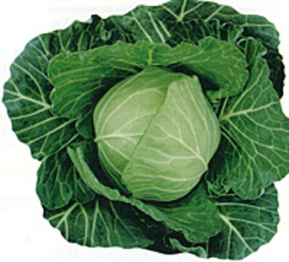 樂天商城 - はつだより 2500粒 キャベツ【野崎採種場 種 たね タネ 】【通常5倍 5のつく日はポイント10倍】