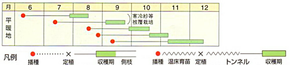 レタサイ 20ml 白菜 ハクサイ はくさい【野崎採種場 種 たね タネ 】【通常5倍 5の...