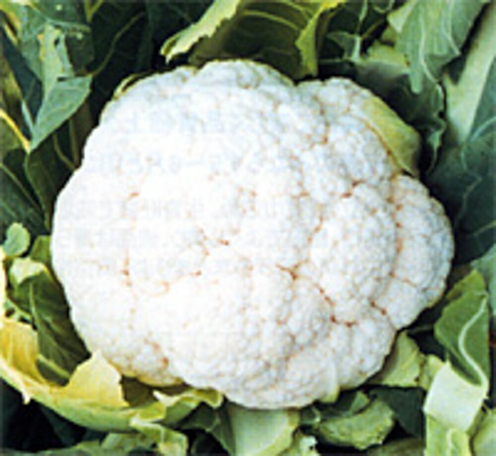Vegetable seeds | iChiba - Mua Hộ Hàng Nhật, Đấu Giá Yahoo Auction