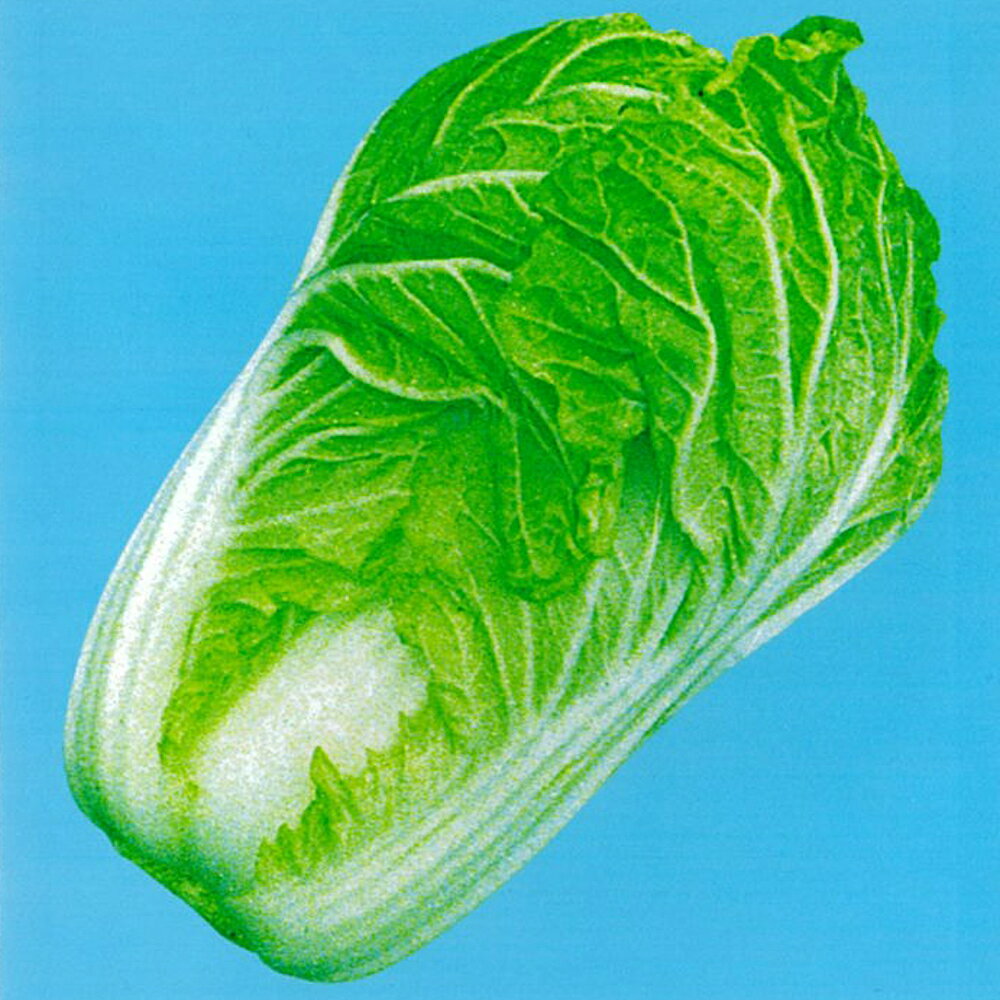 一号 10ml 白菜 ハクサイ はくさい【野崎採種場 種 たね タネ 】【通常5倍 5のつく日はポイント10倍】