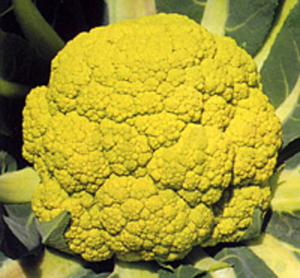 花蕾の色が美しい黄緑色のカリフラワー。