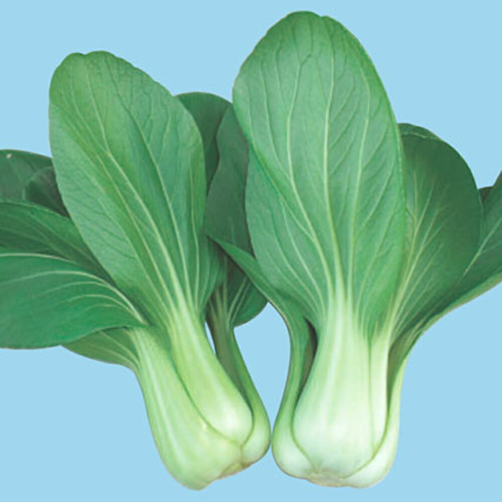 盛夏での栽培で威力を発揮する夏専用品種。