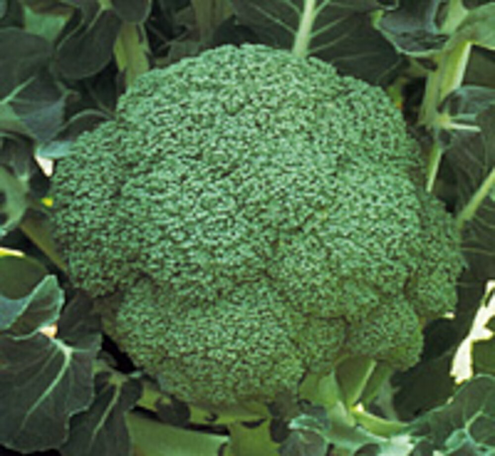 盛緑180 10ml ブロッコリー【野崎採種場 種 たね タネ 】【通常5倍 5のつく日はポイント10倍】