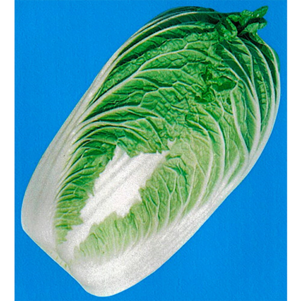 早生栄豊 10ml 白菜 ハクサイ はくさい【野崎採種場 種 たね タネ 】【通常5倍 5のつく日はポイント10..