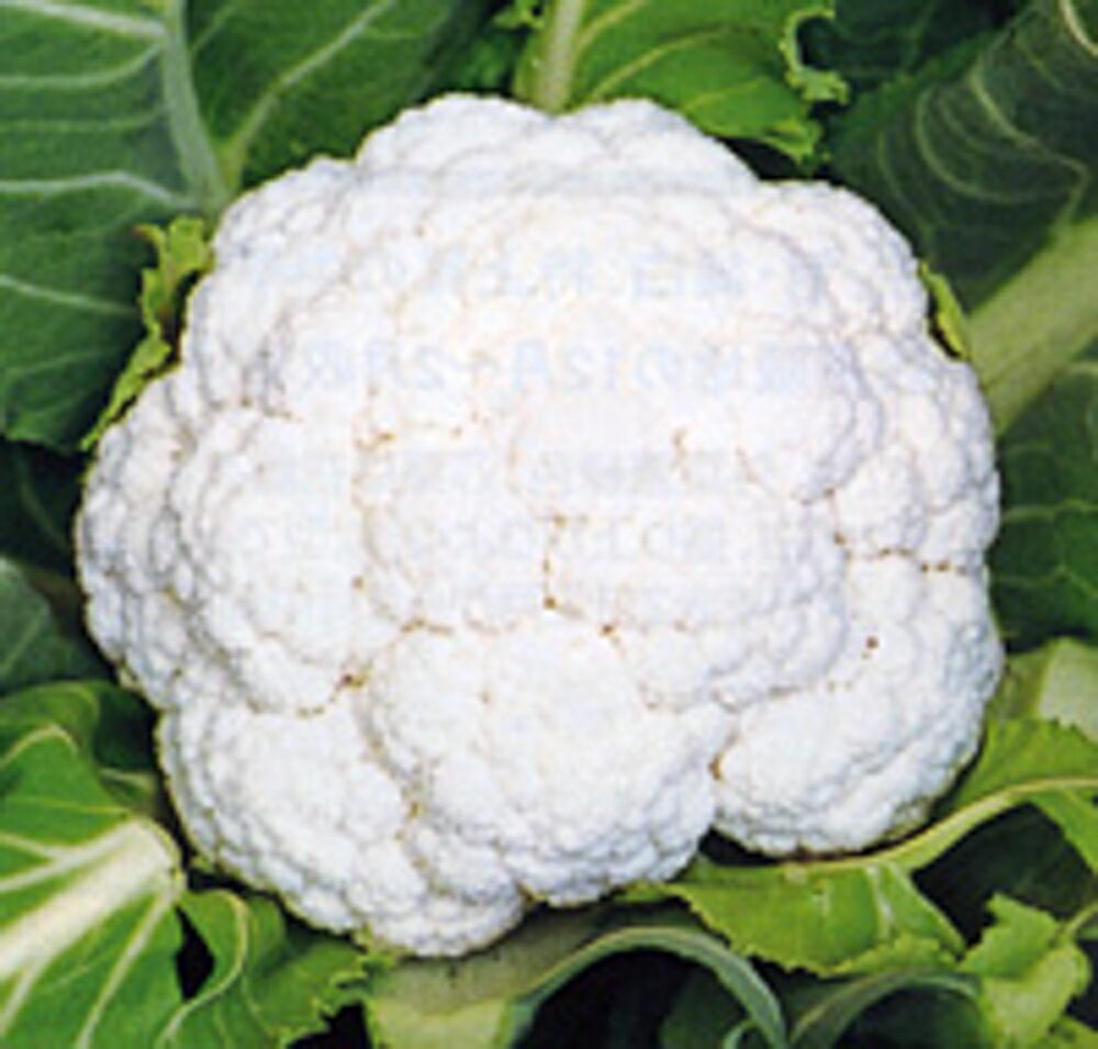 樂天商城 - 知月 2500粒 カリフラワー【野崎採種場 種 たね タネ 】【通常5倍 5のつく日はポイント10倍】