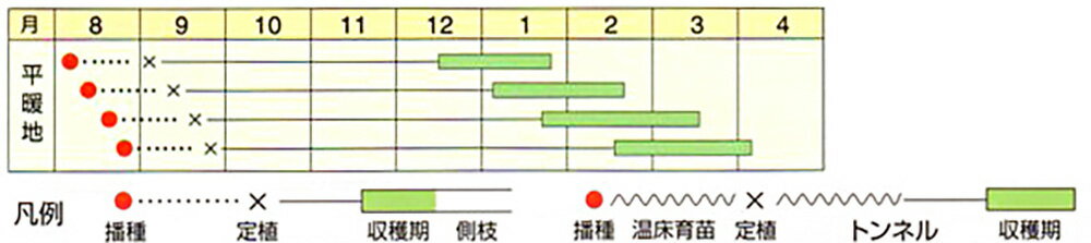 冬まどか 2500粒 キャベツ【野崎採種場 種 たね タネ 】【通常5倍 5のつく日はポイ...