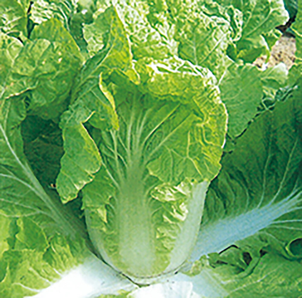 二号 10ml 白菜 ハクサイ はくさい【野崎採種場 種 たね タネ 】【通常5倍 5のつく日はポイント10倍】