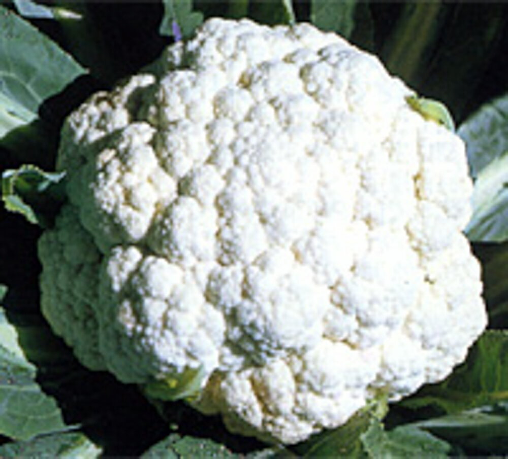 樂天商城 - 白菊 20ml カリフラワー【野崎採種場 種 たね タネ 】【通常5倍 5のつく日はポイント10倍】