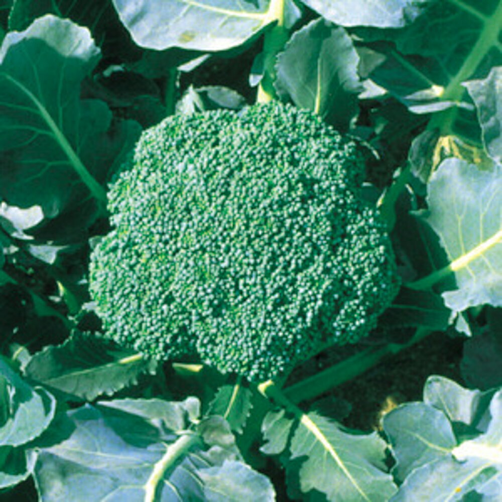 里緑 10ml ブロッコリー【野崎採種場 種 たね タネ 】【通常5倍 5のつく日はポイント10倍】