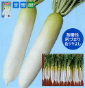 *夏の砦 1000粒 大根 ダイコン だいこん【ナント 種 たね タネ】【通常5倍 5のつく日はポイント10倍】
