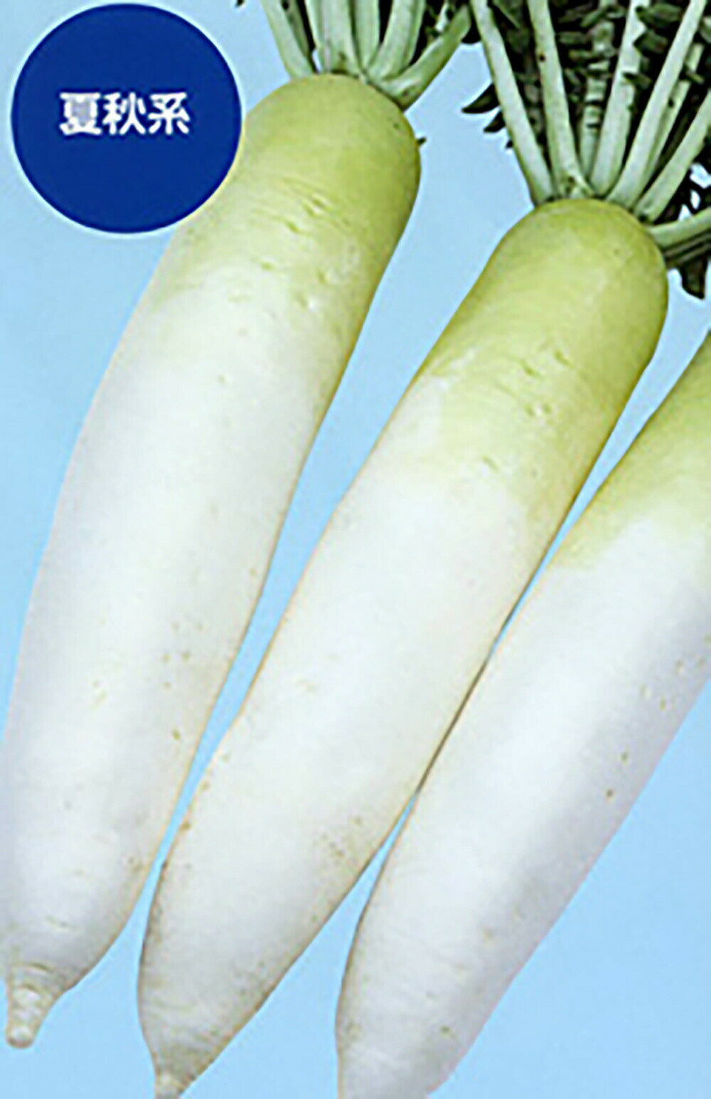 樂天商城 - 秋千楽(あきせんらく) 2dl 大根 ダイコン だいこん【ナント 種 たね タネ】【通常5倍 5のつく日はポイント10倍】