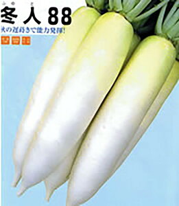 冬人88(ふゆと) 20ml 大根 ダイコン だいこん【ナント 種 たね タネ】【通常5倍 5のつく日はポイント10倍】