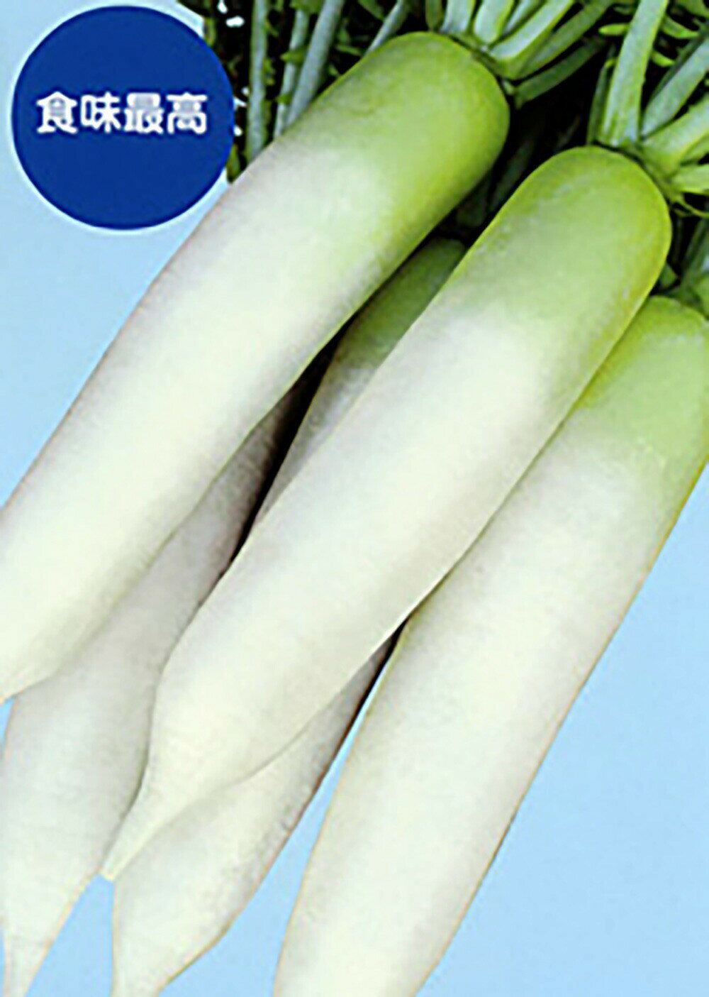 ●三季蒔、三季穫り●イオウ病・ウイルス病に強く、高温期の生理障害が少ない●播種幅が広く、秋蒔き・晩秋蒔き・春蒔きの三季蒔きができる。