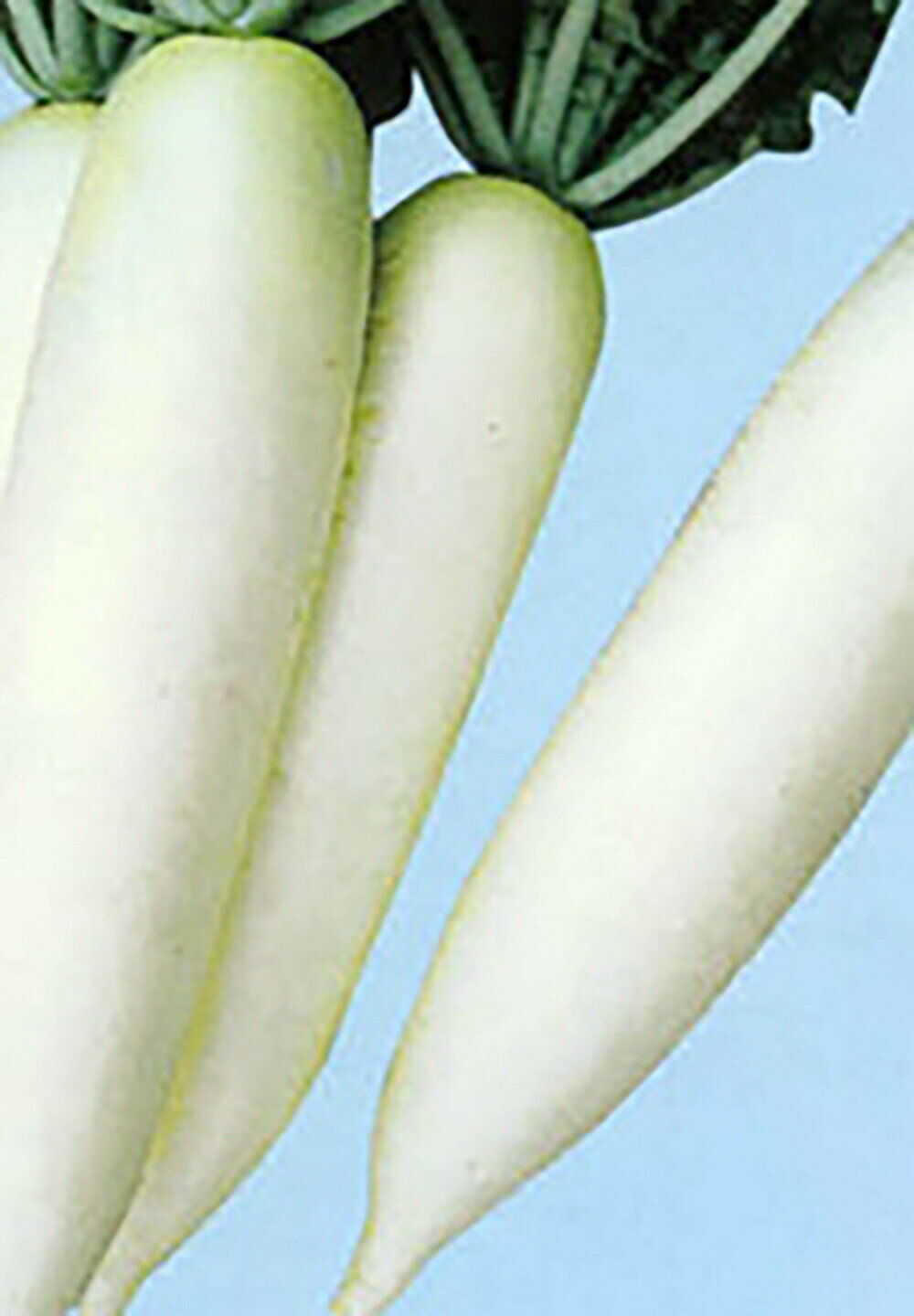 樂天商城 - 春陽(しゅんよう) 1dl 大根 ダイコン だいこん【ナント 種 たね タネ】【通常5倍 5のつく日はポイント10倍】