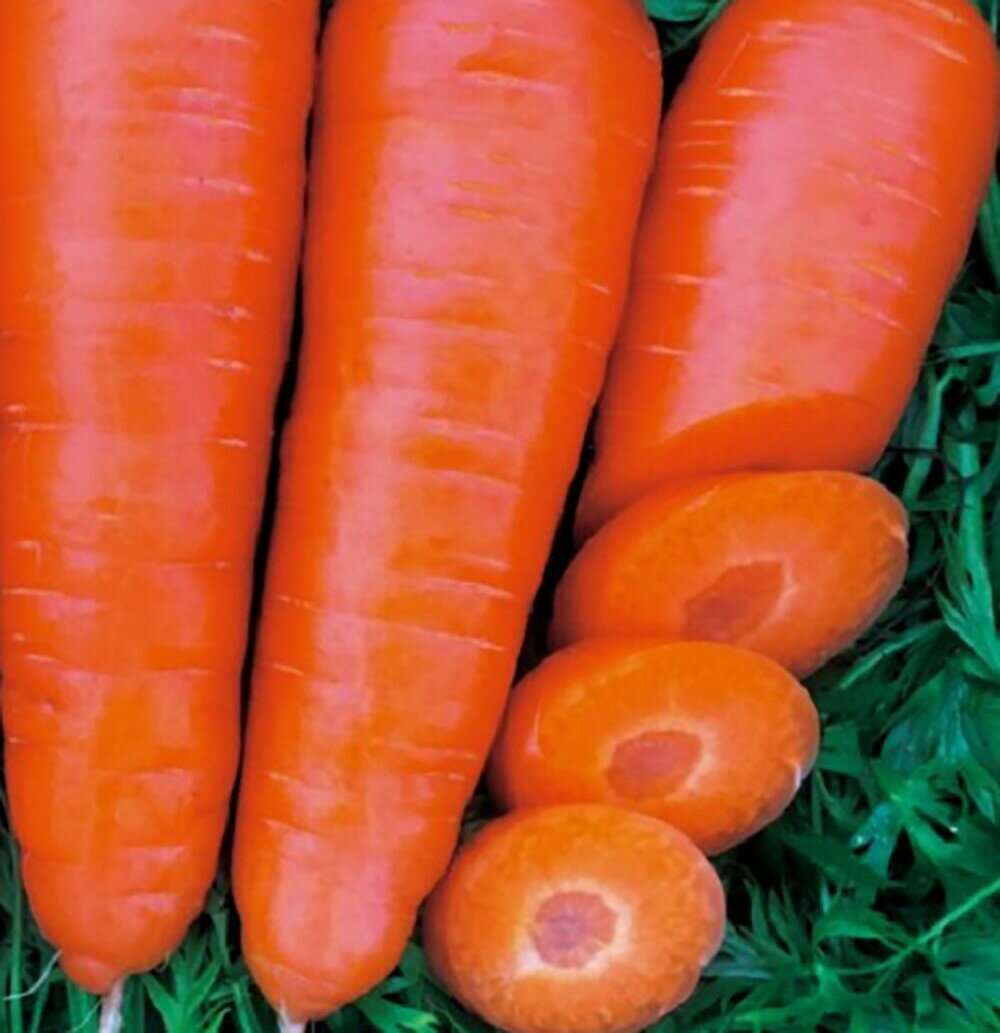 【ポイント5倍 5のつく日は10倍】恋うさぎ コート 1万粒 ニンジン にんじん 人参【ナント 種 たね タネ】