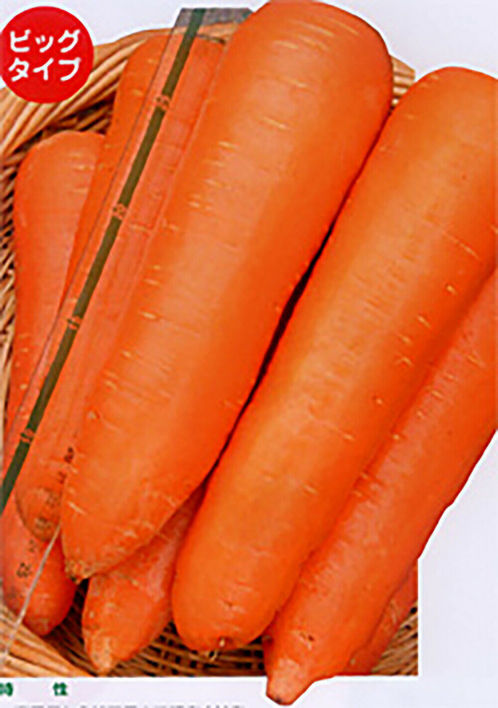 ����(�٤ˤ��ʤ�) ������ 1��γ �˥󥸥� �ˤ󤸤� �ͻ��ڥʥ�� �� ���� ���ۡ͡��̾�5�� 5�ΤĤ����ϥݥ����10�ܡ�