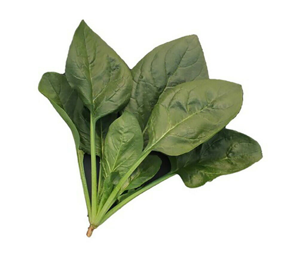 樂天商城 - *銀の夏 PRM3万粒 ほうれん草 法蓮草 ホウレンソウ ほうれんそう【ナント 種 たね タネ】【通常5倍 5のつく日はポイント10倍】