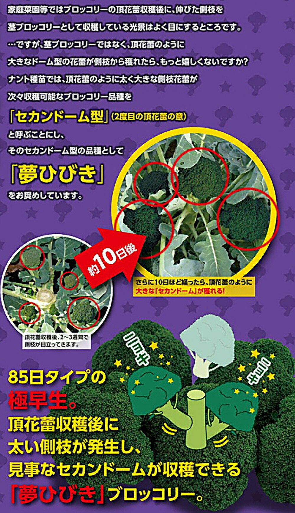 ̴�ҤӤ�(������ꥯ��) ������ 5��γ �֥��å��꡼�ڥʥ�� �� ���� ���ۡ͡��̾�5�� 5�ΤĤ����ϥݥ����10�ܡ�