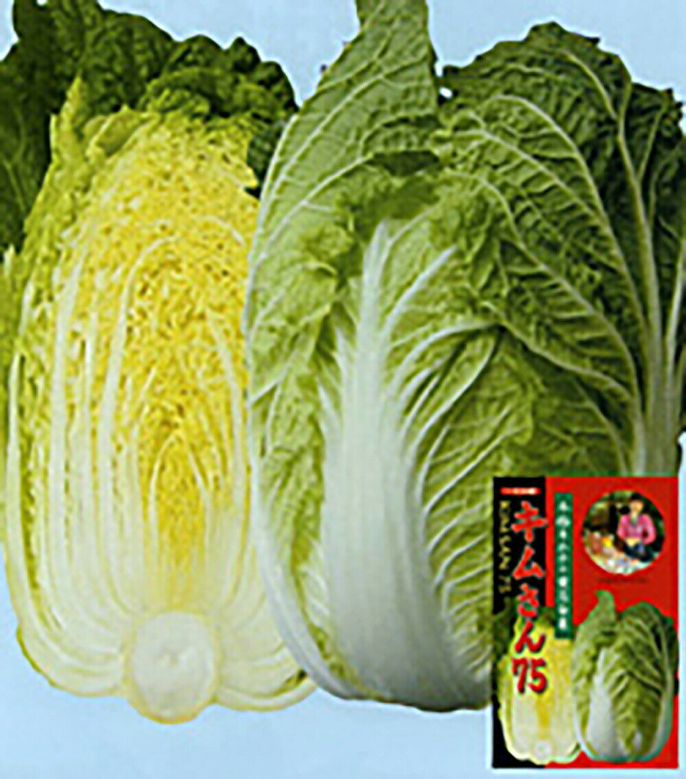 樂天商城 - キムさん75 20ml 白菜 ハクサイ はくさい【ナント 種 たね タネ】【通常5倍 5のつく日はポイント10倍】