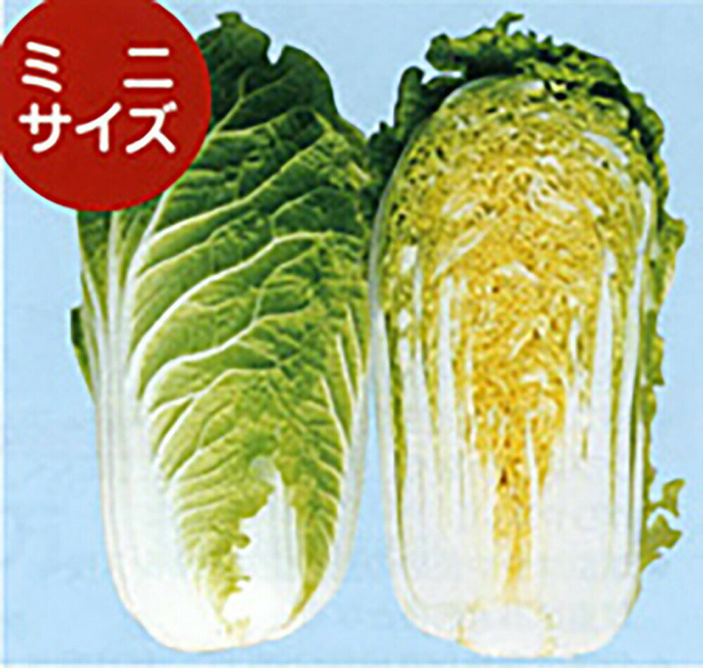 樂天商城 - めだか 20ml 白菜 ハクサイ はくさい【ナント 種 たね タネ】【通常5倍 5のつく日はポイント10倍】