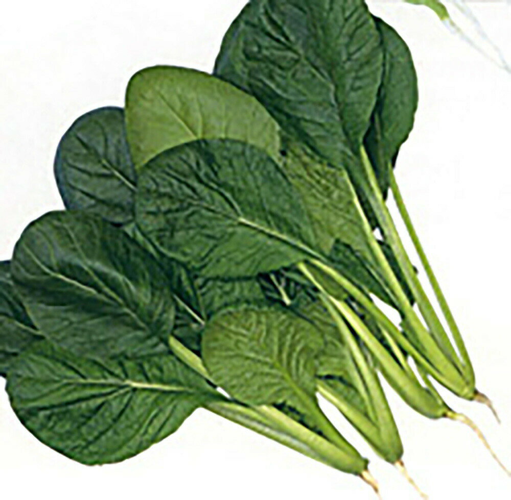 ●初夏〜秋蒔の高温期に最適●耐病・耐暑性が強く、特に高温期での徒長が見られない。