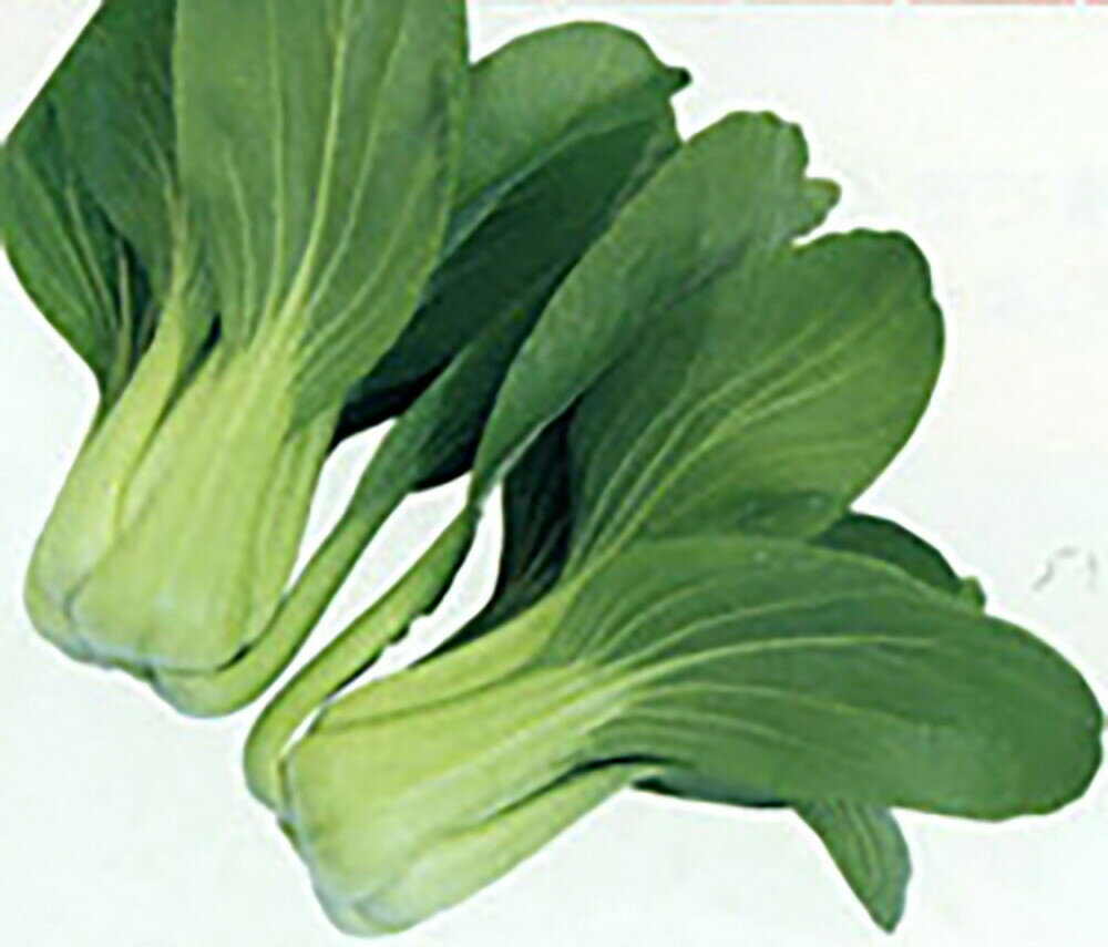 樂天商城 - 湖南 夏 (ふーなん なつ)チンゲンサイ 20ml 青梗菜 チンゲン菜 チンゲンサイ ちんげんさい【ナント 種 たね タネ】【通常5倍 5のつく日はポイント10倍】