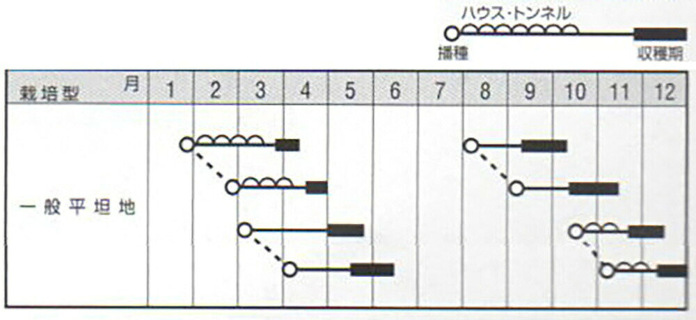 全国種苗出荷センターのみやま早生 2dl かぶ カブ 蕪【ナント 種 たね タネ】【通常5倍 5のつく日はポイント10倍】｜アングル2