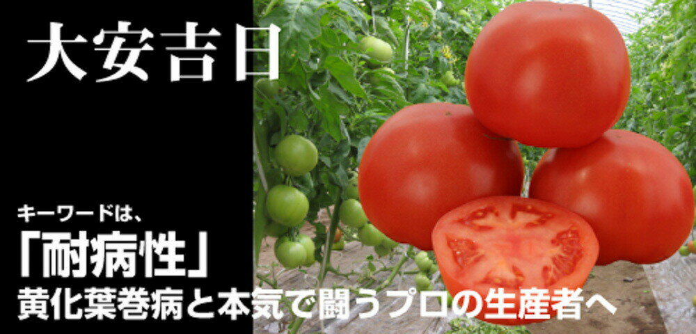 大安吉日 500粒 トマト とまと 蕃茄 【ナント 種 たね タネ 】【通常5倍 5のつく日はポイント10倍】
