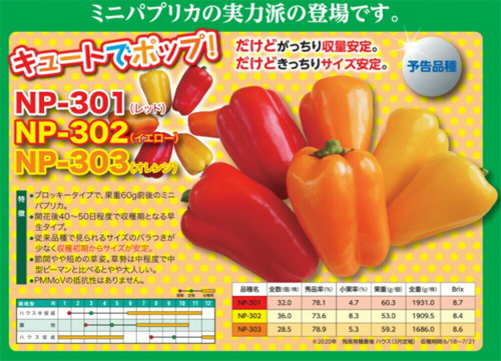 樂天商城 - NP303（橙） 100粒 【ナント 種 たね タネ 】【通常5倍 5のつく日はポイント10倍】