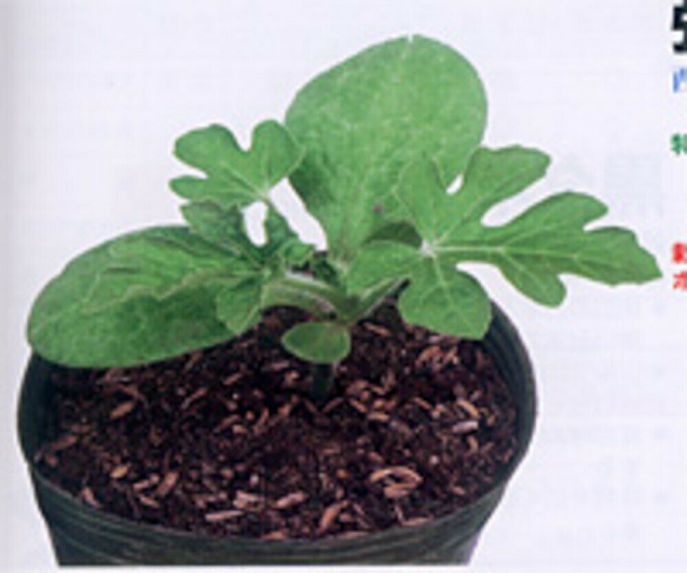 西瓜と親和性が高い西瓜専用台木。