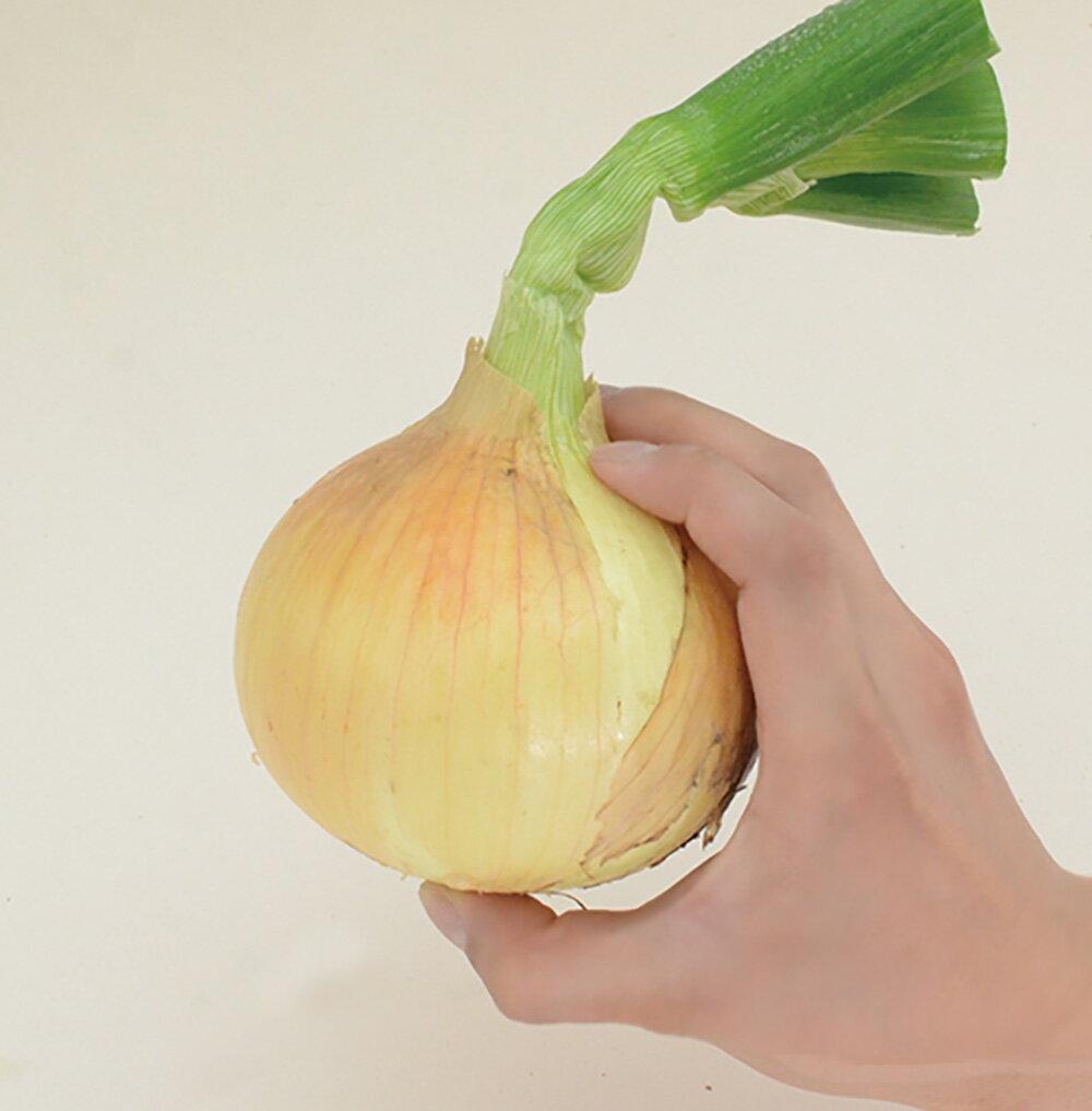 樂天商城 - スプリングムーン 100g 高田育成 玉ねぎ たまねぎ 玉葱 タマネギ 超極早生品種【高田種苗 種 たね タネ 】【通常5倍 5のつく日はポイント10倍】