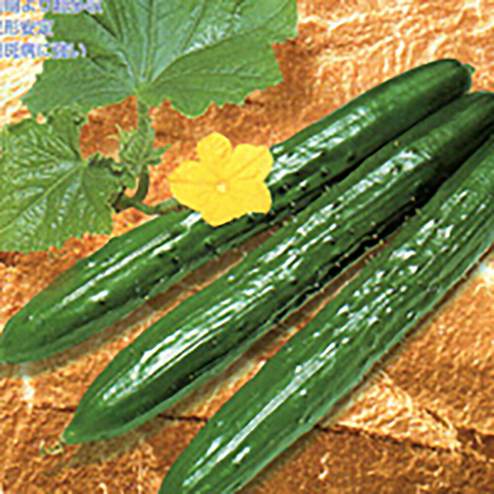 樂天商城 - 大将2 350粒 胡瓜 キュウリ きゅうり【シード 種 たね タネ 】【通常5倍 5のつく日はポイント10倍】