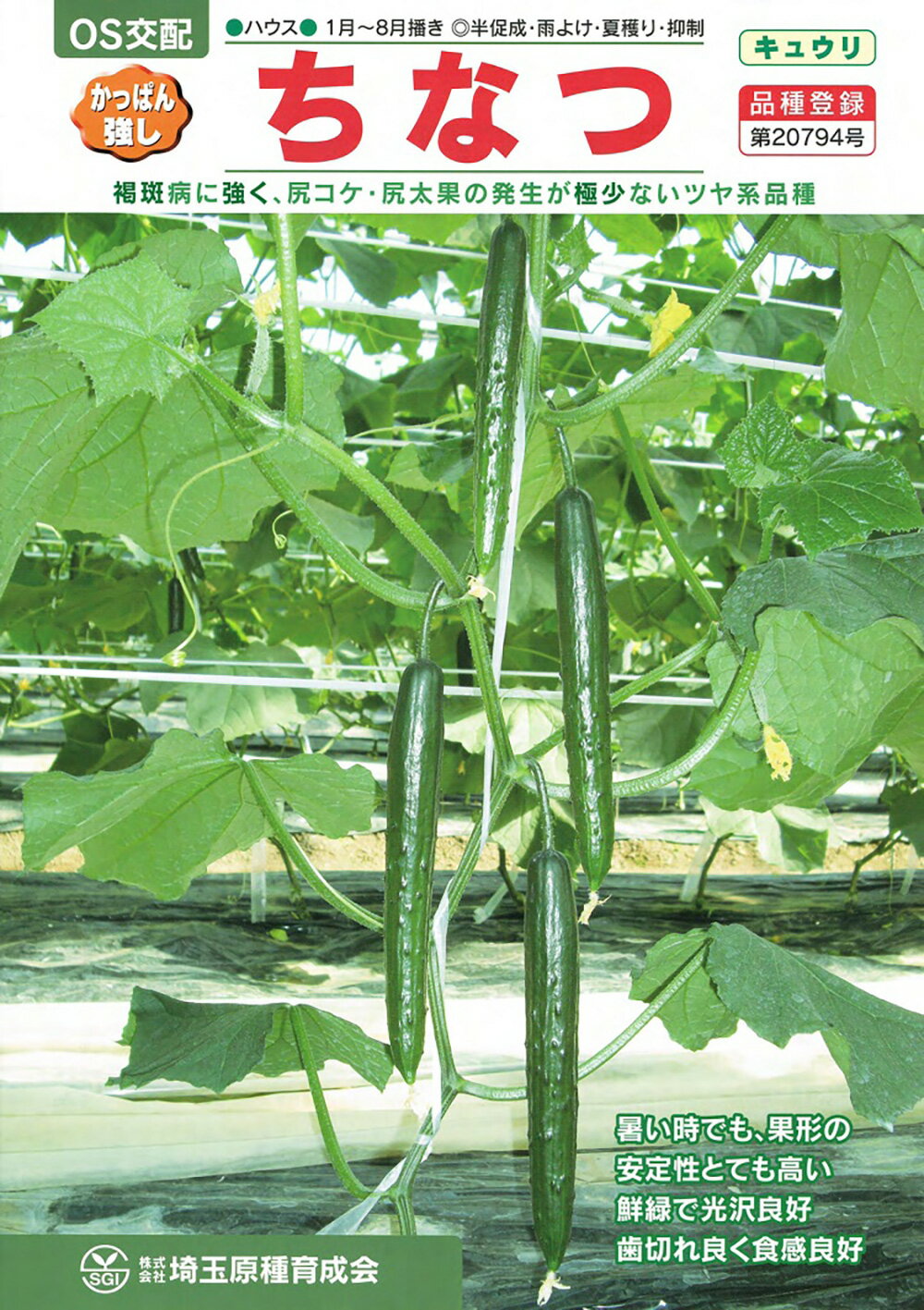 ちなつ PVP 350粒 胡瓜 キュウリ きゅうり【シード 種 たね タネ 】【通常5倍 5の...