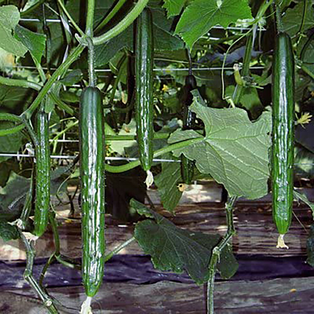 エクセレント620 350粒 胡瓜 キュウリ きゅうり【シー