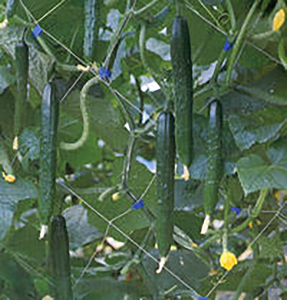 樂天商城 - 北宝(ほくほう)1号 350粒 胡瓜 キュウリ きゅうり【シード 種 たね タネ 】【通常5倍 5のつく日はポイント10倍】