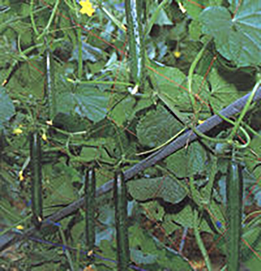 北宝(ほくほう)2号 350粒 胡瓜 キュウリ きゅうり【シード 種 たね タネ 】【通常5倍 5のつく日はポイント10倍】