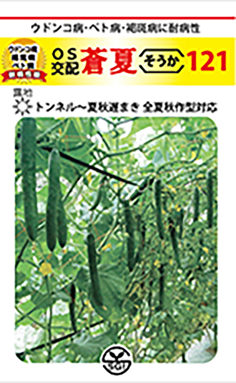 樂天商城 - 蒼夏(そうか)121 350粒 胡瓜 キュウリ きゅうり【シード 種 たね タネ 】【通常5倍 5のつく日はポイント10倍】