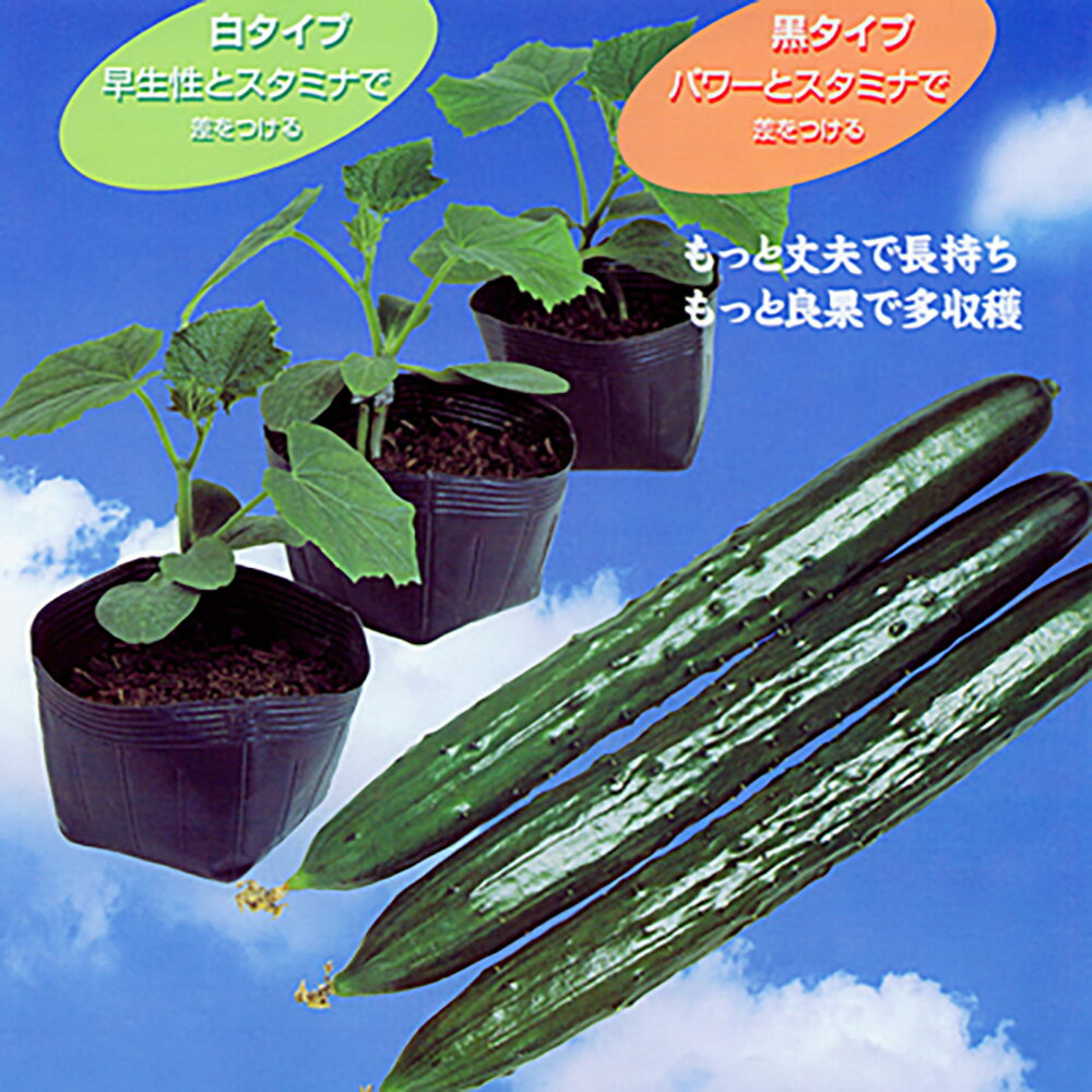 ゆうゆう一輝(白タイプ) 350粒 台木 ダイギ だいぎ【シード 種 たね タネ 】【通常5倍 5のつく日はポイント10倍】