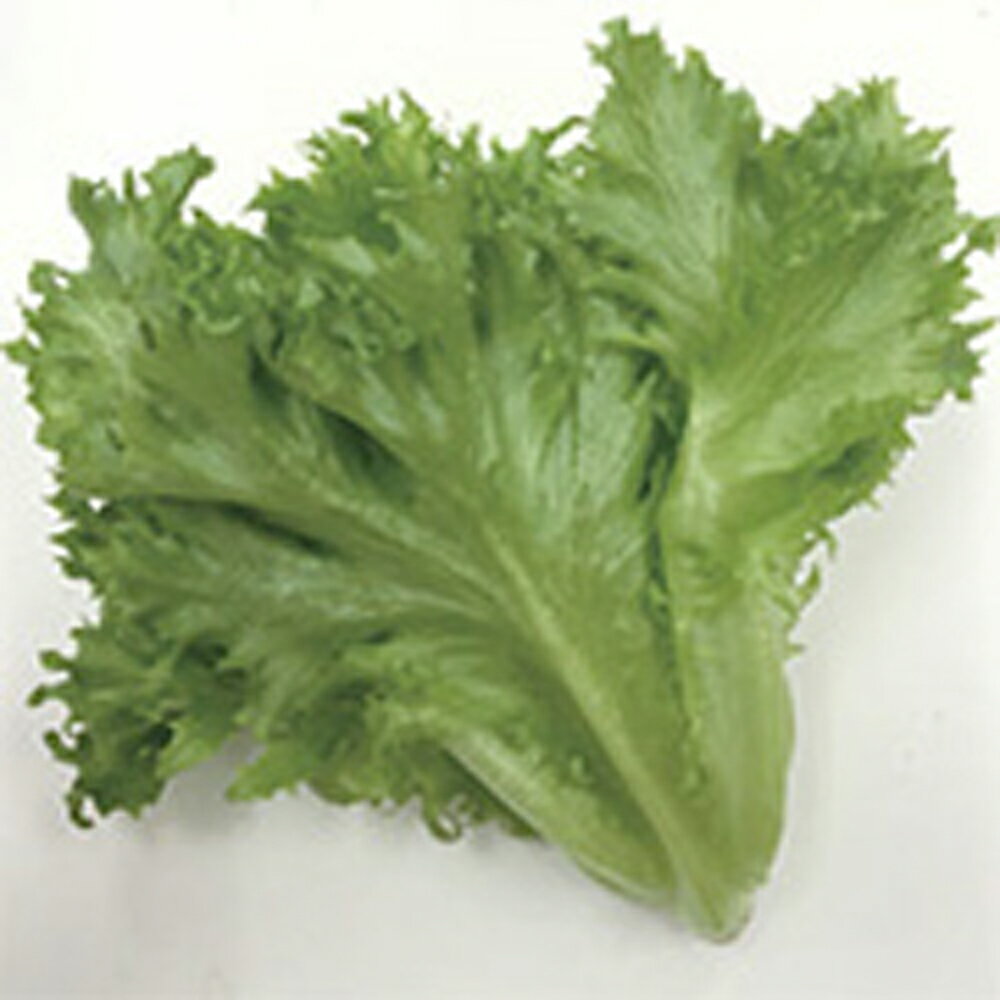 �꡼�ե쥿�� ���ޥ��㥭 ������ 5000γ �쥿���ڥ��󥸥��� ?�� ���� ���ۡ͡��̾�5�� 5�ΤĤ����ϥݥ����10���оݳ����ʥݥ����3�ܸ��꾦�ʡ�