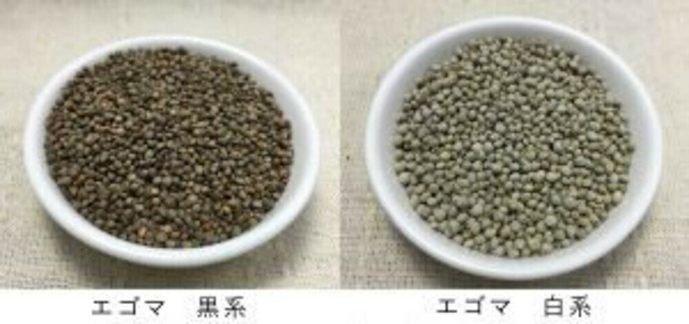 エゴマ黒系 1L詰 ゴマ ごま 胡麻【佐藤政行種苗 種 たね タネ】【通常5倍 5のつく日はポイント10倍】