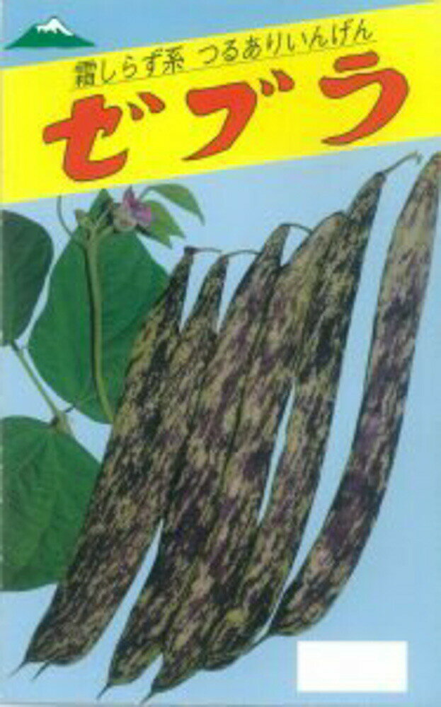 ゼブラ菜豆 1L詰 隠元豆 インゲンマメ いんげんまめ 霜しらず系【佐藤政行種苗 種 たね タネ】【通常5倍 5のつく日はポイント10倍】