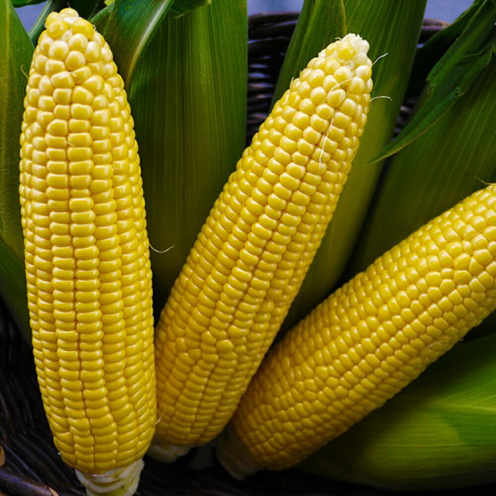 とうもろこし 恵味スター 2000粒 とうもろこし トウモロコシ 玉蜀黍 【清水種苗 種 たね タネ 】【通常5倍 5のつく日はポイント10倍】