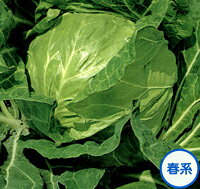 樂天商城 - ペレット 金系201号 ペレット5千粒 キャベツ【サカタ 種 たね タネ】【通常5倍 5のつく日はポイント10倍】