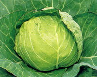 樂天商城 - グリーンボール ペレット5千粒 キャベツ【サカタ 種 たね タネ】【通常5倍 5のつく日はポイント10倍】