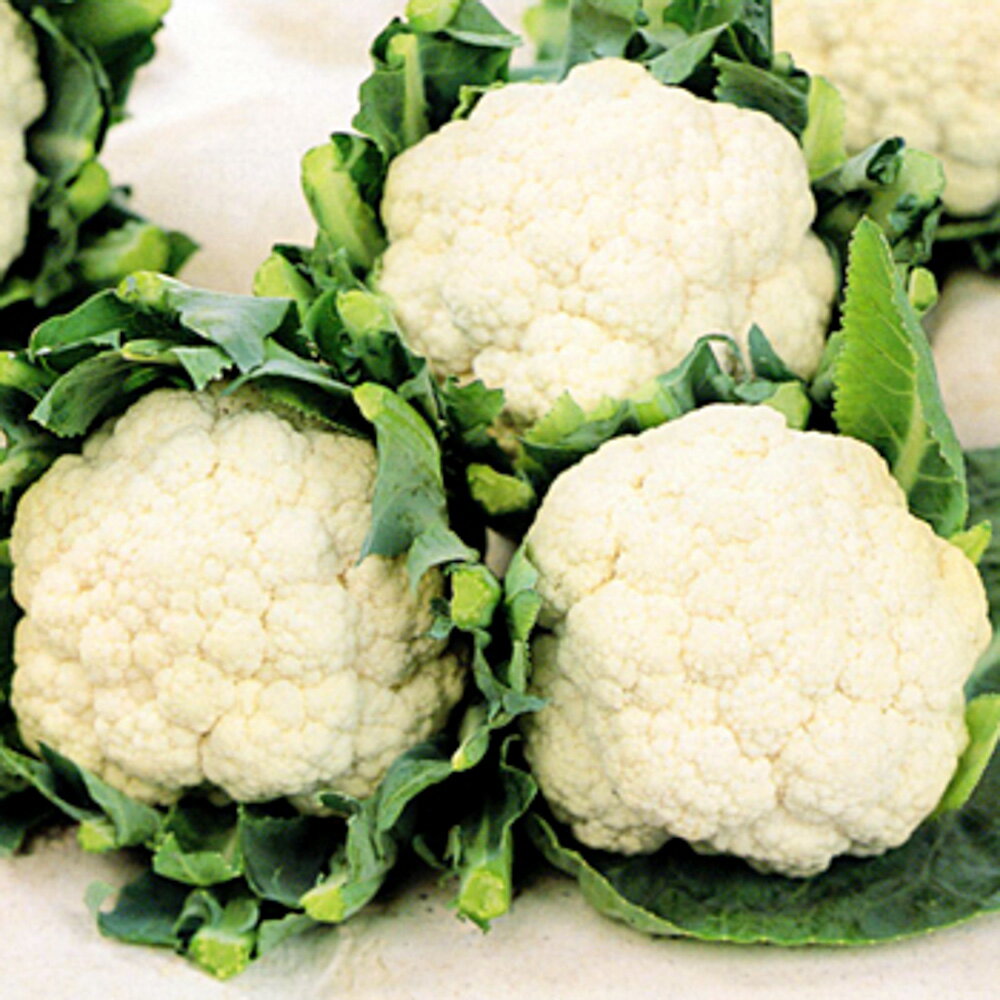 バージンロード ペレット5千粒 カリフラワー【サカタ 種 たね タネ】【通常5倍 5のつく日はポイント10..