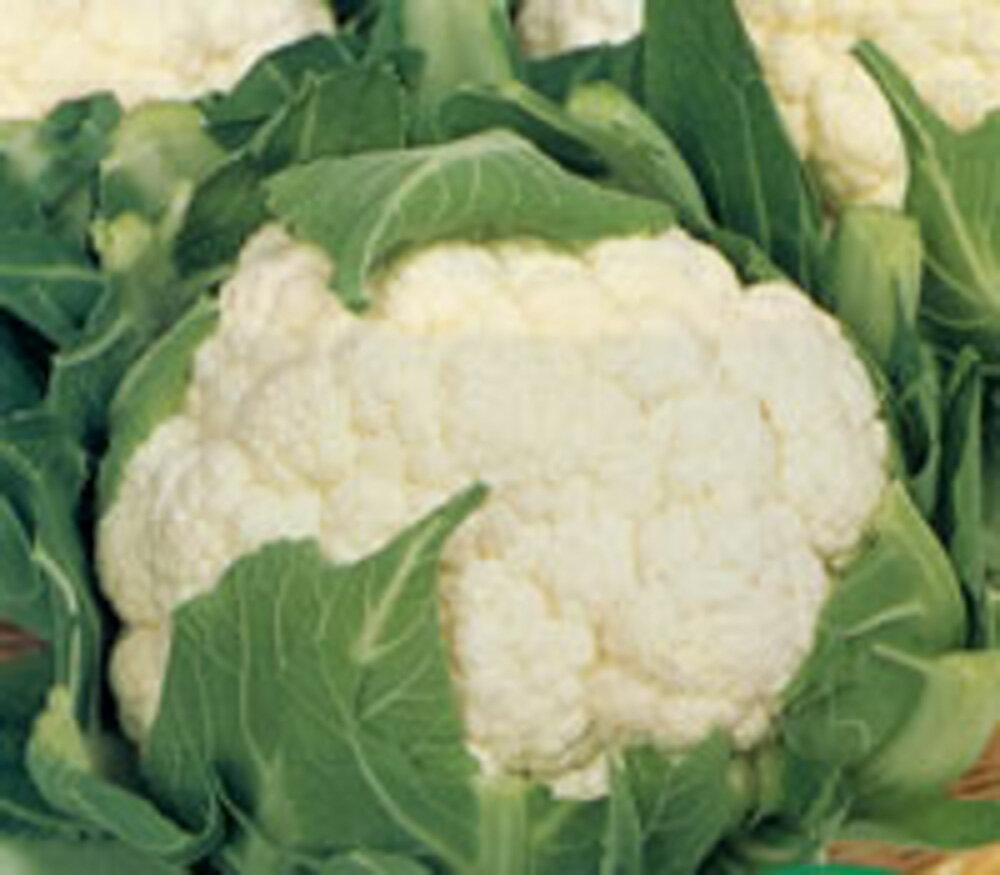 バロック 5000粒 カリフラワー【サカタ 種 たね タネ】【通常5倍 5のつく日はポイント10倍】